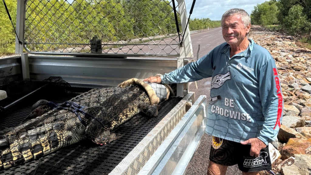 Crocodile caught in creek where children were swimming - News