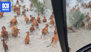 Flooded outback Queensland graziers to get $2m government package for fodder drops