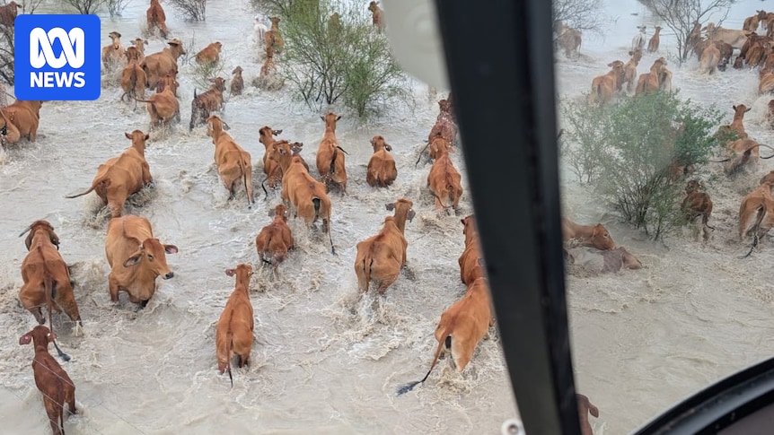 Flooded outback Queensland graziers to get $2m government package for fodder drops