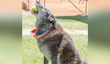Stray Dog Wanders Onto Tennis Court And Becomes The Official Mascot