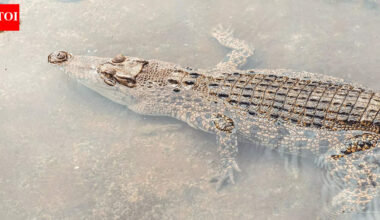 5 cold-proof animals that freeze and restart life after winter