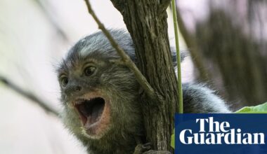 Are crabs animals and should we experiment on monkeys? Major review of Australia’s research code to mull tough questions | Animal welfare