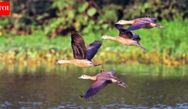 Winged visitors bank on Yamuna, ecological threats worry birders; four teams survey 22km stretch on river floodplain, spot 131 species | India News
