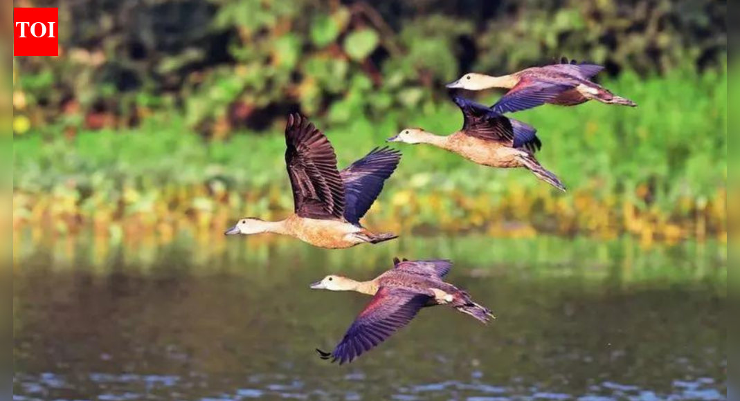 Winged visitors bank on Yamuna, ecological threats worry birders; four teams survey 22km stretch on river floodplain, spot 131 species | India News