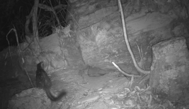 Google Preferred Source Banner