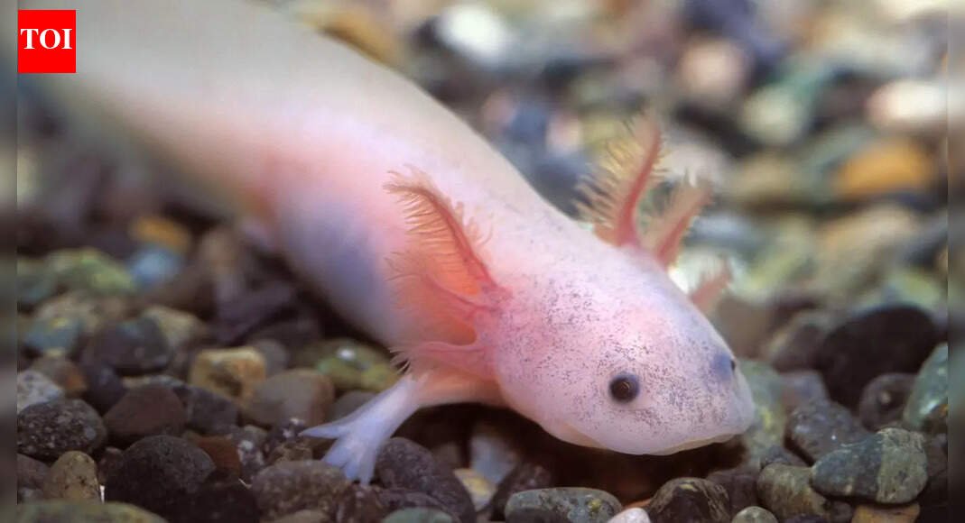 8 real-life animals that seem completely unreal