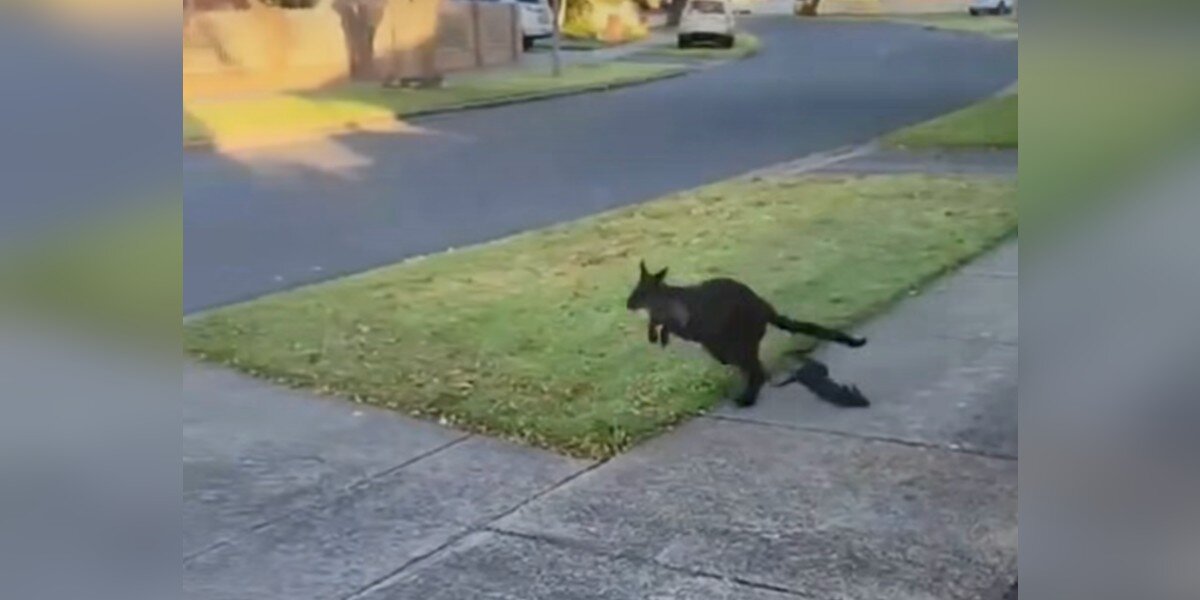 Woman In Awe Of Hopping Wallaby Suddenly Sees A Baby Fall Out Of Her Pouch