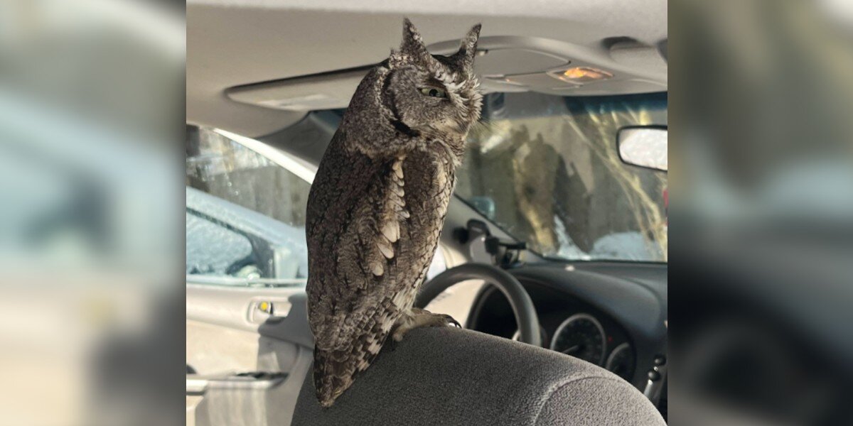 Driver Unlocks His Car To Find A Little Owl Already Riding Shotgun