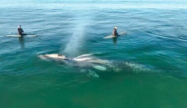 Surfers in awe as whale swims through lineup at L.A. County beach