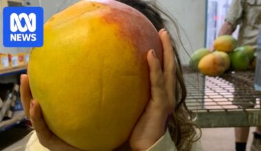 Carnarvon growers enjoy massive mango season, bringing prices down for consumers