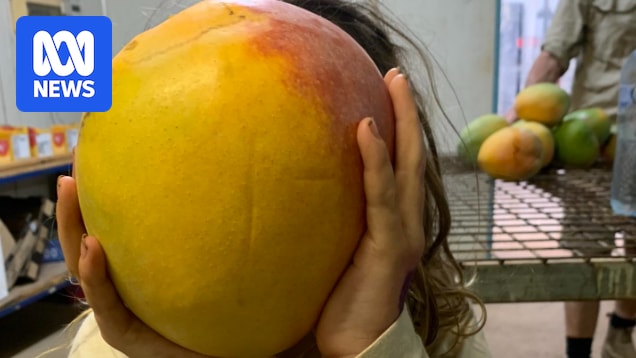 Carnarvon growers enjoy massive mango season, bringing prices down for consumers