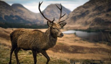 British red deer could disappear from countryside forever as Asian competitor takes over