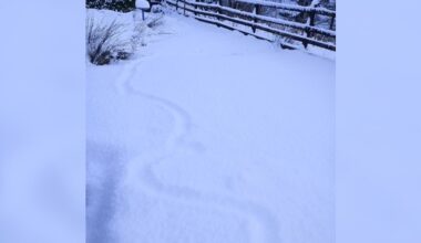 'Strange Trail' In Snow Leads Couple To A Tiny Animal Struggling To Survive