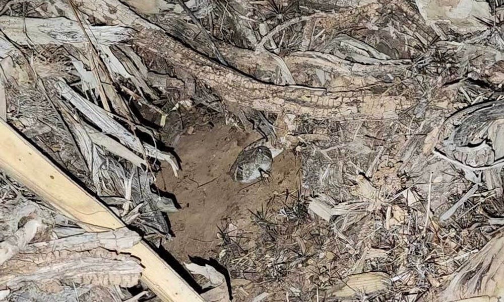 Can you spot the rattlesnake relocated from Arizona garage?