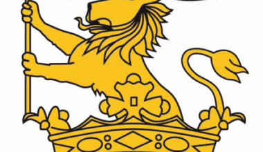 Cricket Wellington - Indoor Cricket