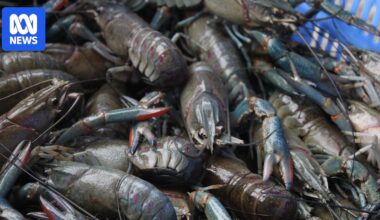 North Queensland redclaw farmer looks to science to meet overwhelming resturant demand