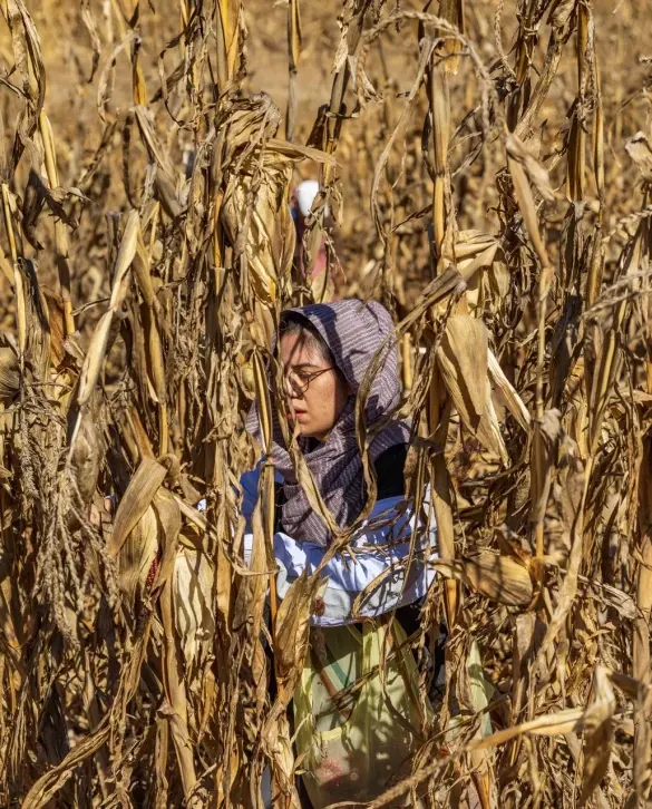 A woman with medium skin tone, wearing glasses, long-sleeve shirt, and head covering, stands in a field of corn.