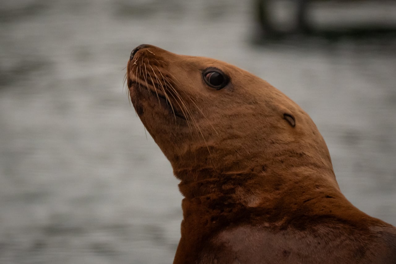 A brown sea lion is seen in a close-up.