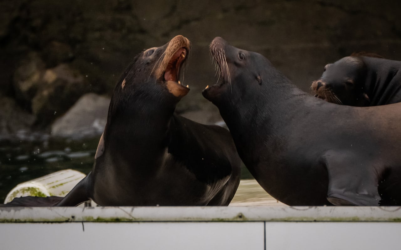 Two black sea lions roar at each other.