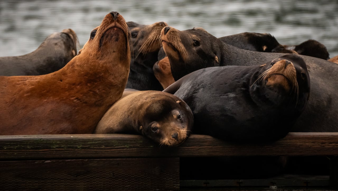 A group of sea lions is seen on a dock.
