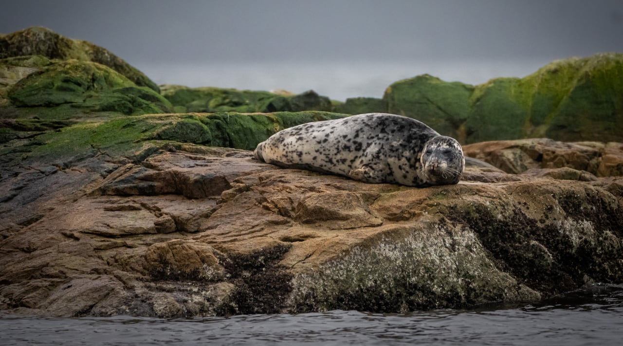 A seal lies, almost like a worm, on a mossy rock.