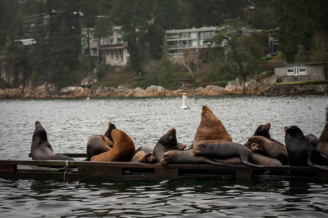 A group of sea lions bellow on a private dock, with mansions visible in the background.