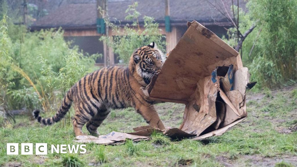 Endangered tigers celebrate first birthday with pile of boxes