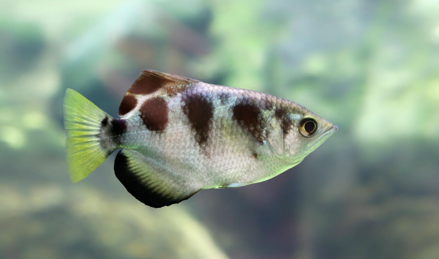 Meet The Fish That Can Recognize Human Faces — A Biologist Explains