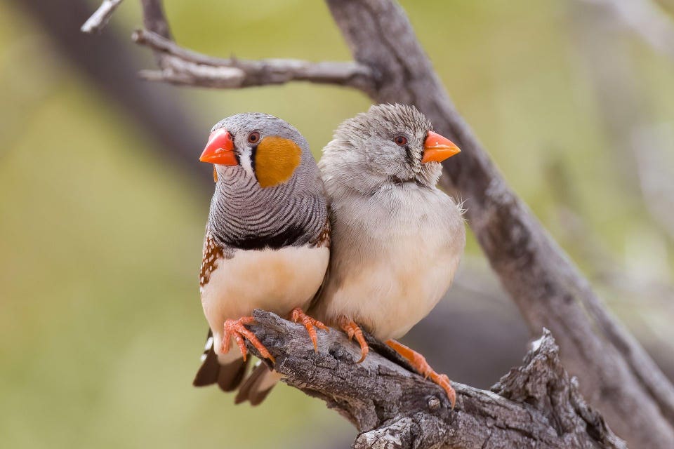A pair of Australian Zebra Finches (Credit: PotMart186 / CC BY-SA 4.0)
