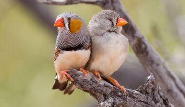 A Beneficial Role For Orange Pigments In Birds And Animals
