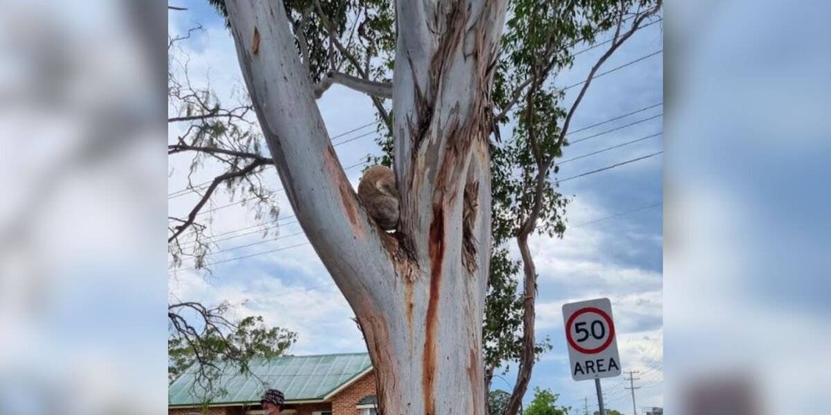 Woman Hears 'Panting' In Shopping Plaza And Finds Endangered Animal Stuck In Tree