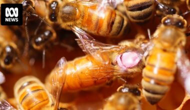 Victorian bushfires squeeze beekeeper access to high-quality trees for bees ahead of winter