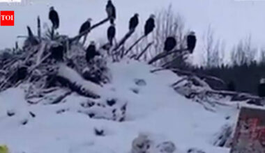 Why hundreds of bald eagles are flocking to northern British Columbia’s frozen mountains during winter | World News