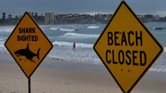 Swimmers briefly go into the water at Manly Beach where there are signs warning of a shark sighting and that the beach is closed following Monday’s shark attack.