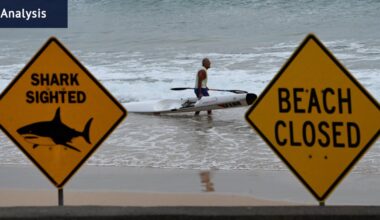 Why sharks and humans crossed paths so often this week