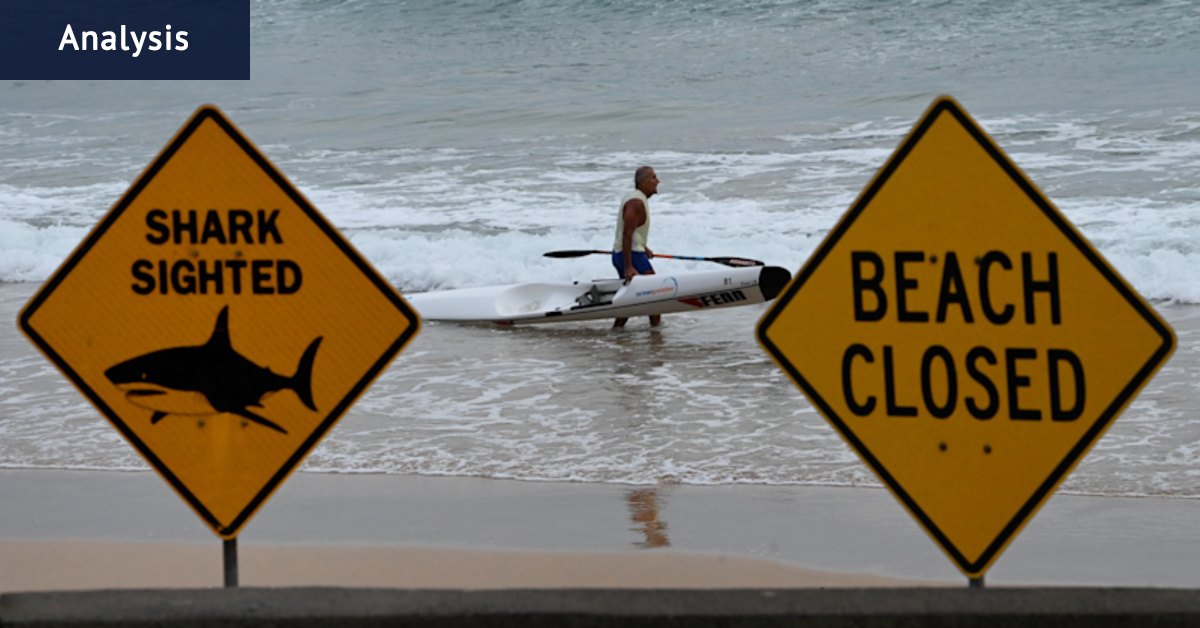 Why sharks and humans crossed paths so often this week