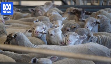 WA meat processor says using AI for counting livestock has improved accuracy