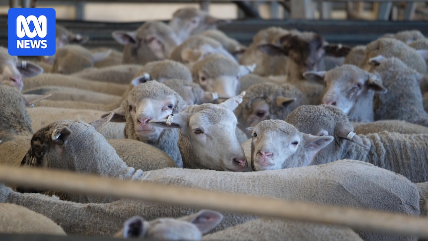 WA meat processor says using AI for counting livestock has improved accuracy