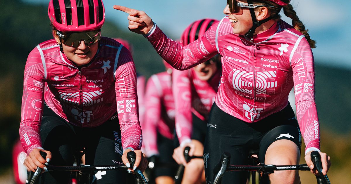 Tips from the pros: Koala spotting down under