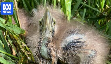 Murray-Darling water-sharing study proposes combining agriculture and conservation