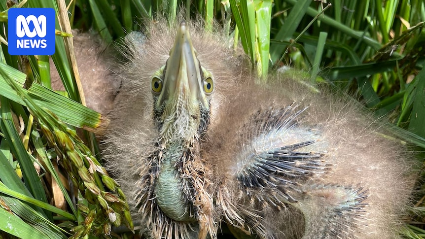 Murray-Darling water-sharing study proposes combining agriculture and conservation