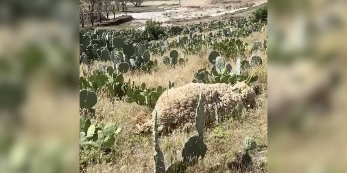 Pile Of Wool In Cactus Field Is Actually A Gentle Animal Who Needs Help