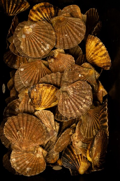 Extra shells from scallops are stored at Keltic Seafare on Nov. 21, 2025, in Dingwall, Scotland. (AP Photo/Emily Whitney)