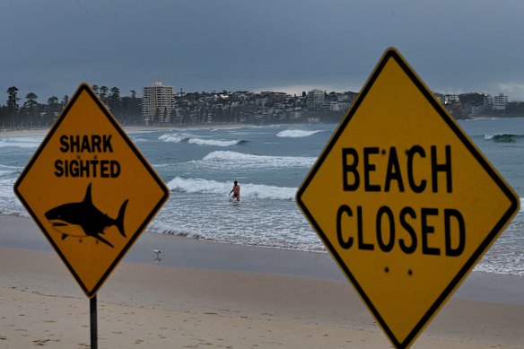 Swimmers briefly go into the water on Tuesday at Manly Beach, where signs warn of a shark sighting and that the beach is closed following Monday’s attack.