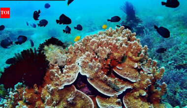 Earthquakes beneath Antarctica may be the reason of rich marine life | World News