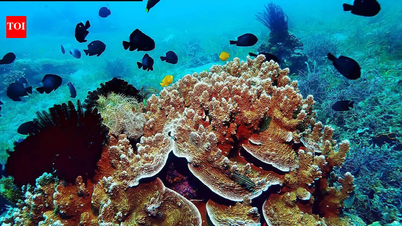 Earthquakes beneath Antarctica may be the reason of rich marine life | World News