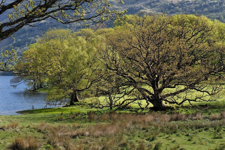 United Kingdom, Scotland: oak trees in spring on the banks of Loch Lomond