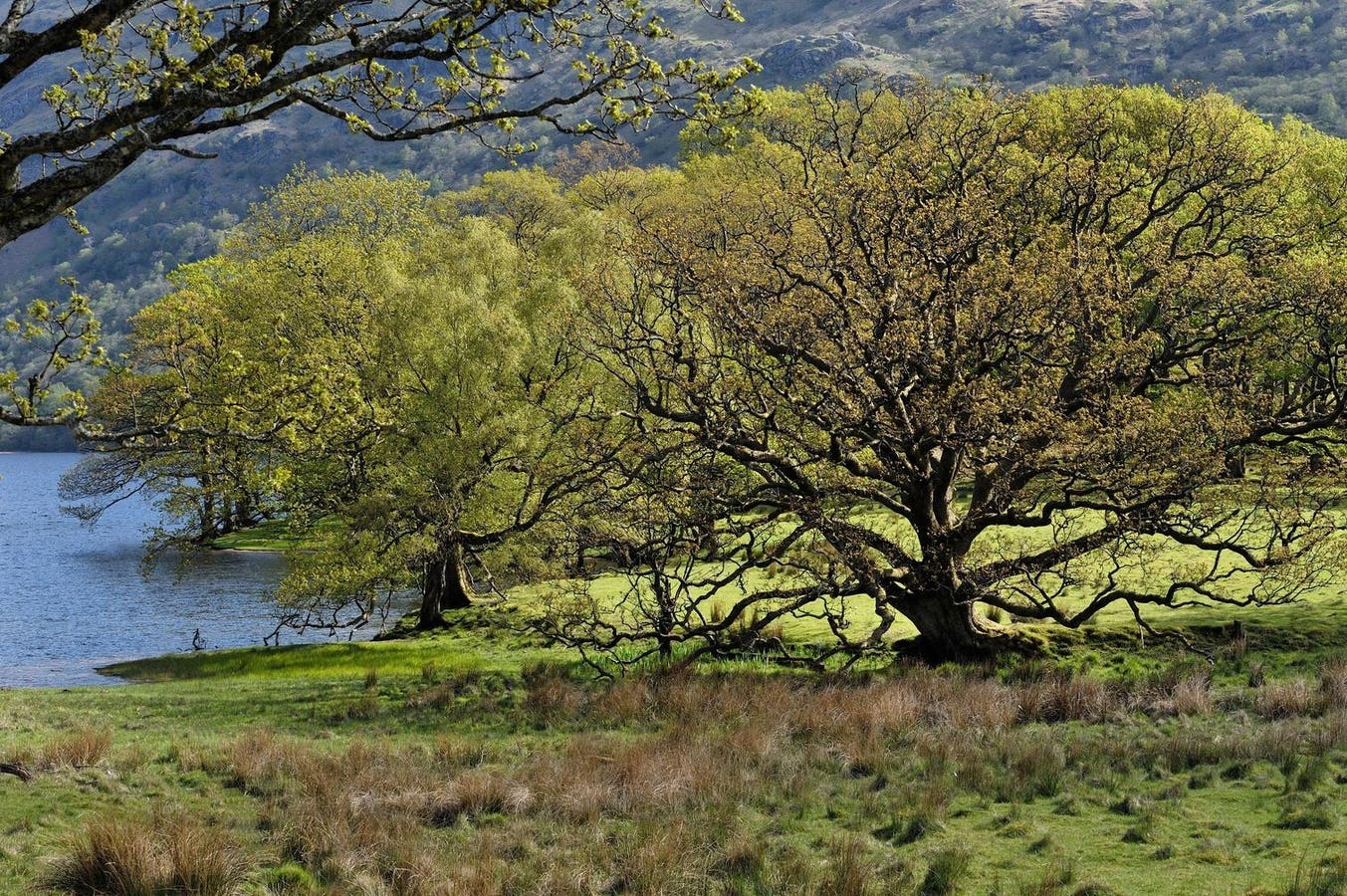 Urban And Woodland Birds Prefer Native Deciduous Trees