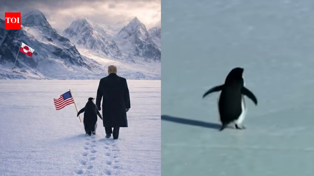 Penguins in Greenland? The story behind the viral ‘Nihilist Penguin’ meme