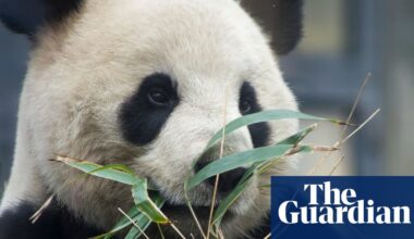 Black and white and sent back over: end of panda diplomacy as Japan returns bears to China | Japan